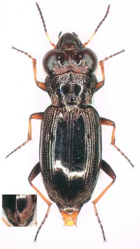Réf. 268 835 : Notiophilus rufipes